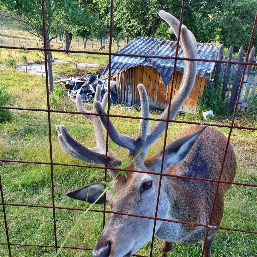 Planinska Koliba Ajdanovici Jelovac Nisicka Visoravan Olovo  Esterno foto