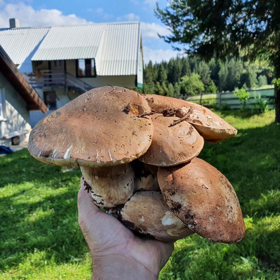 Planinska Koliba Ajdanovici Jelovac Nisicka Visoravan Olovo  Esterno foto